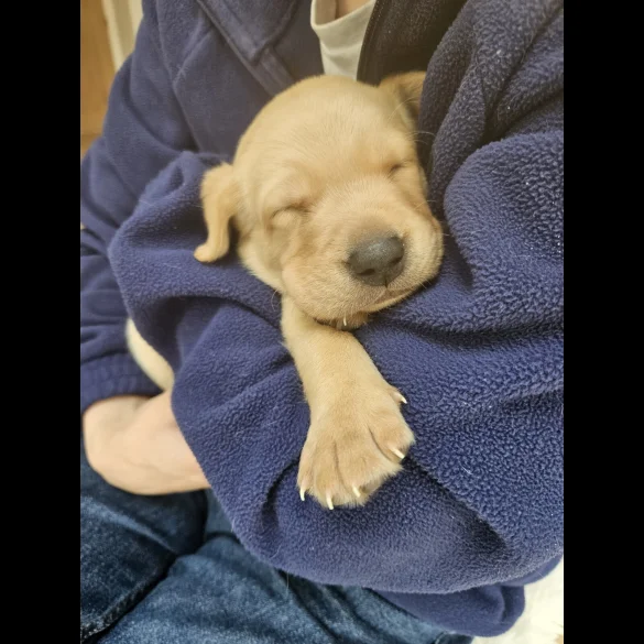 Labrador Retriever - Both