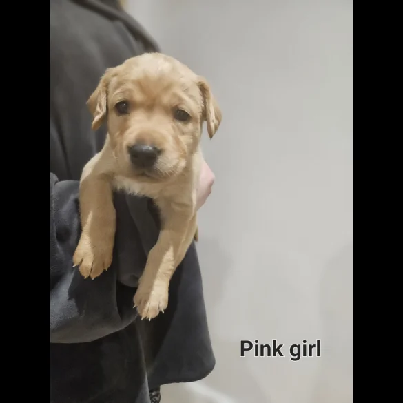 Labrador Retriever - Both