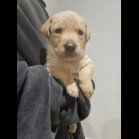 Labrador Retriever - Both