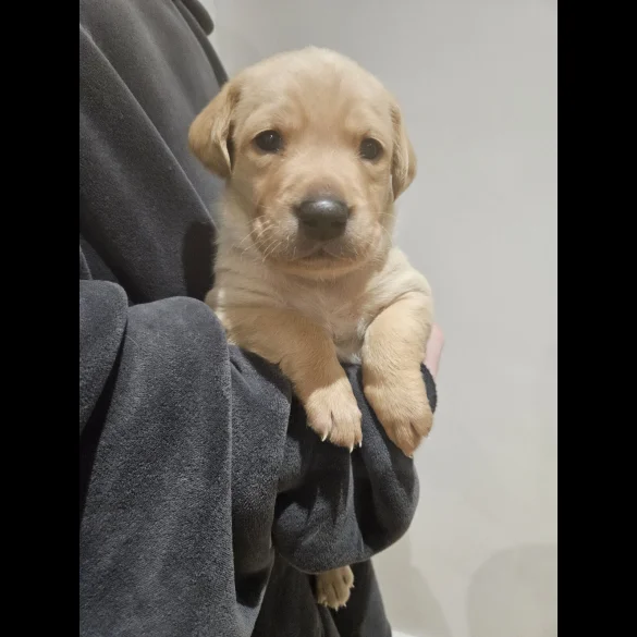 Labrador Retriever - Both
