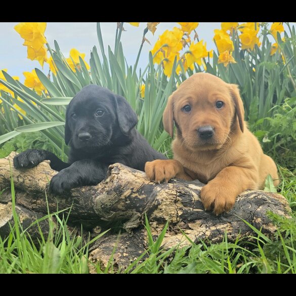 Labrador Retriever - Both