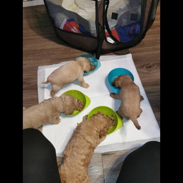 Cockapoo - Both