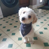 Poochon