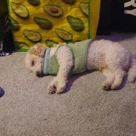 Poochon