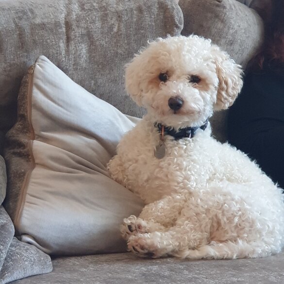 Poochon