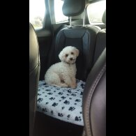 Poochon
