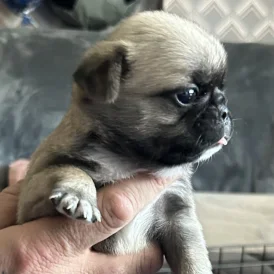Pug - Dogs