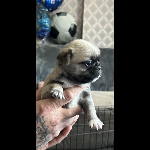 Pug - Dogs