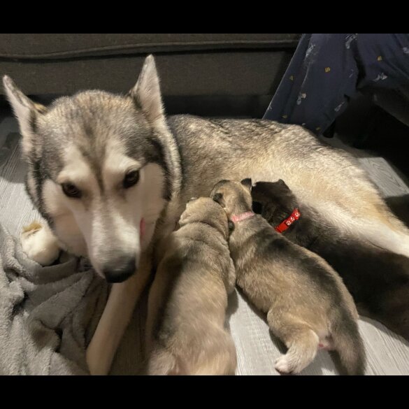 Siberian Husky - Bitches