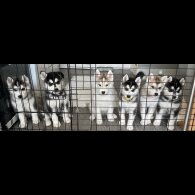 Siberian Husky - Bitches