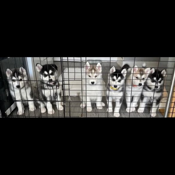 Siberian Husky - Bitches
