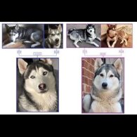 Siberian Husky - Bitches