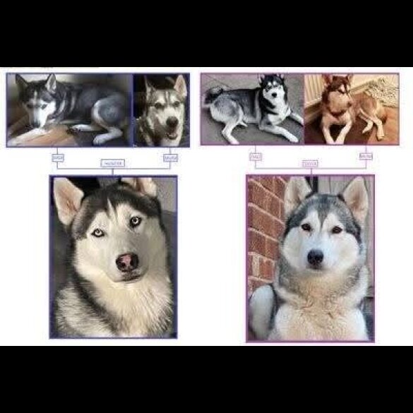 Siberian Husky - Bitches