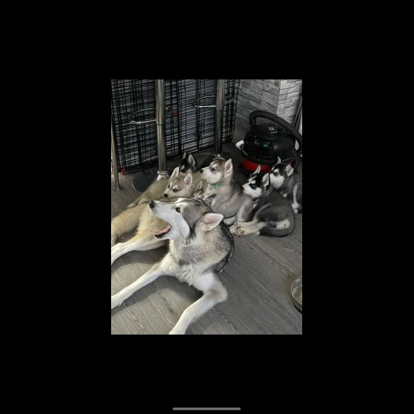 Siberian Husky - Bitches