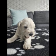 Miniature Schnauzer - Dogs