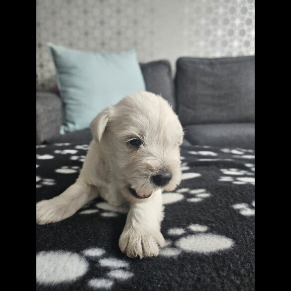 Miniature Schnauzer - Dogs