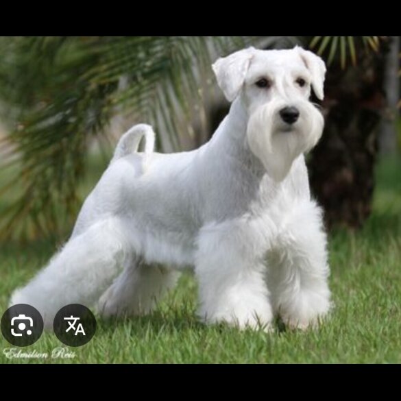 Miniature Schnauzer - Dogs