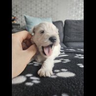 Miniature Schnauzer - Dogs