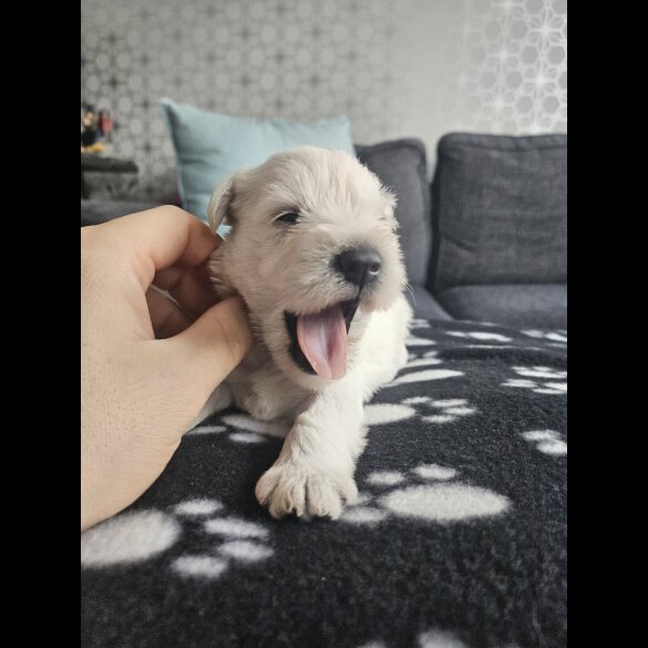 Miniature Schnauzer - Dogs