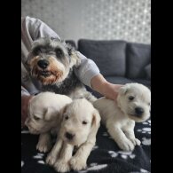 Miniature Schnauzer - Dogs