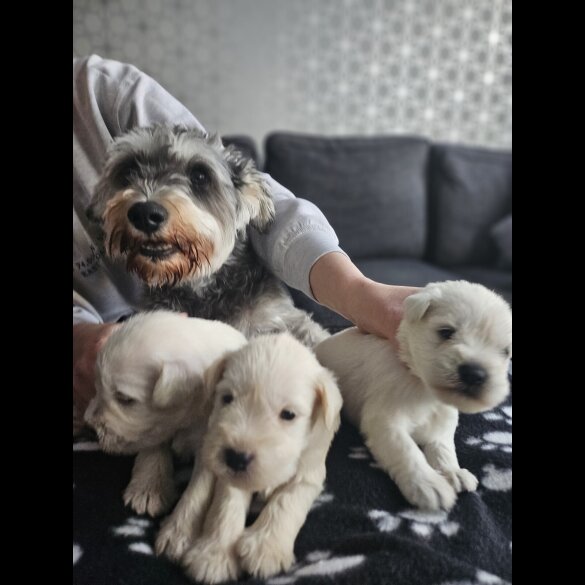 Miniature Schnauzer - Dogs