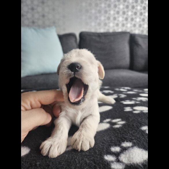 Miniature Schnauzer - Dogs