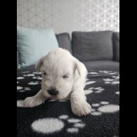 Miniature Schnauzer - Dogs