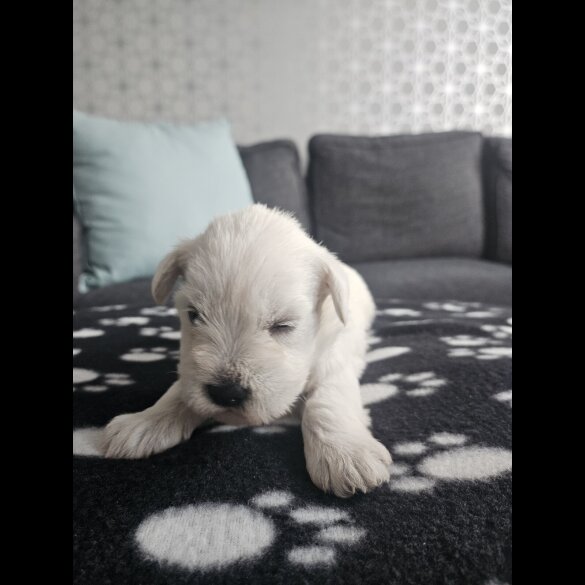 Miniature Schnauzer - Dogs