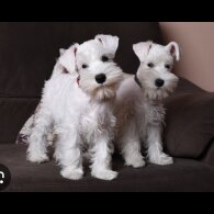 Miniature Schnauzer - Dogs