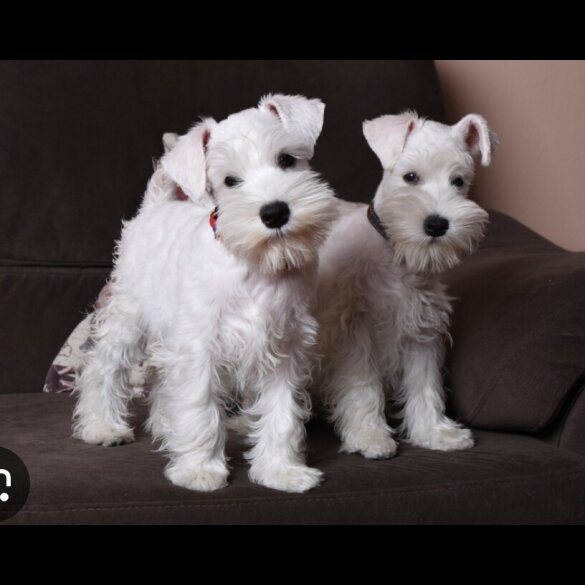 Miniature Schnauzer - Dogs