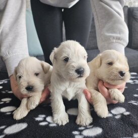 Miniature Schnauzer - Dogs