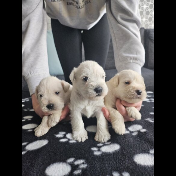 Miniature Schnauzer - Dogs