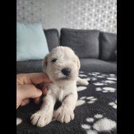 Miniature Schnauzer - Dogs