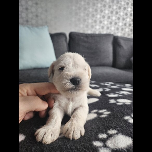 Miniature Schnauzer - Dogs