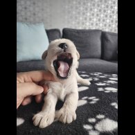Miniature Schnauzer - Dogs