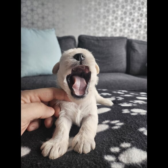 Miniature Schnauzer - Dogs