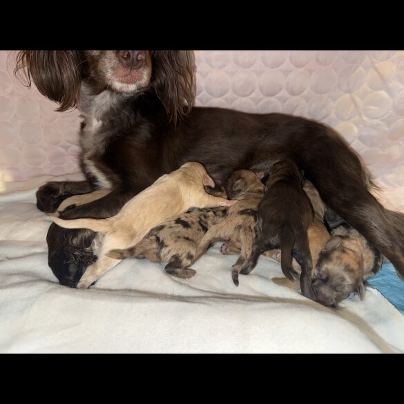 Cocker Spaniel (Working &amp; Show) - Both