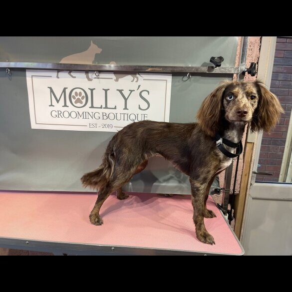 Cocker Spaniel (Working &amp; Show) - Both