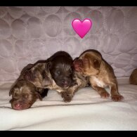 Cocker Spaniel (Working &amp; Show) - Both