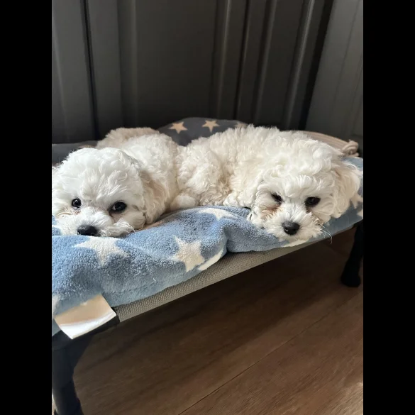 Bichon Frise - Both