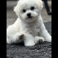Bichon Frise - Both