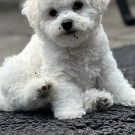 Bichon Frise - Both