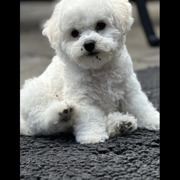 Bichon Frise - Both