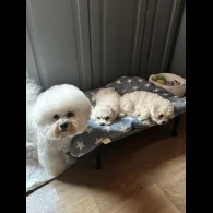 Bichon Frise - Both