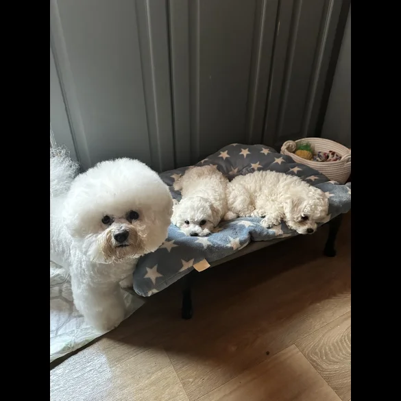 Bichon Frise - Both
