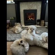Bichon Frise - Both