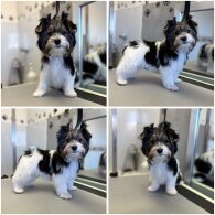 Biewer Terrier - Both