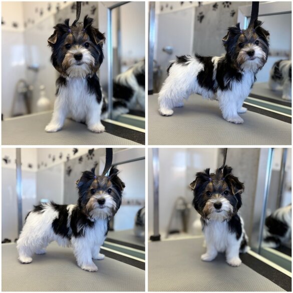 Biewer Terrier - Both