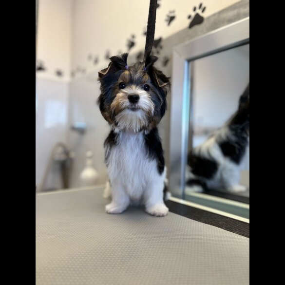 Biewer Terrier - Both
