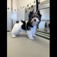 Biewer Terrier - Both
